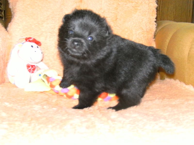 Schipperke welpen zu verkaufen !