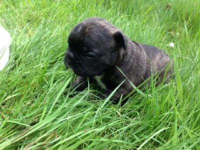 reinrassige französische Bulldoggen Welpen