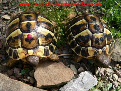 Italienische Landschildkröten Testudo hermanni hermanni Nachzucht 2010/11