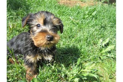 sehr sÃ¼ÃŸe Yorkshire Terrier Welpen