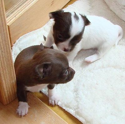 Mini-Chihuahua Welpen 12 Wochen Mit Papieren .