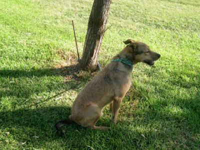 Whisky – Hier geht unvergleichlich liebevoller Charakter vor Optik!