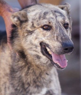 Caramelo – Super freundlicher „Steppenwolf“ goes Family!