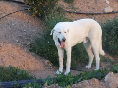 Basil – Weißer, wunderschöner, nobler Riese auf Herzeroberungskurs!
