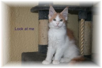 Wir haben noch Kitten mit einem genialen Maine Coon Look