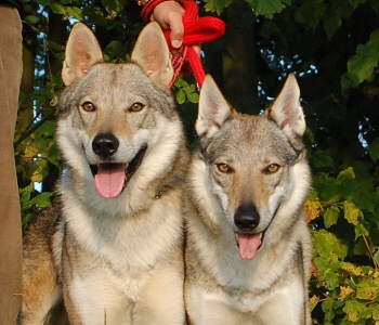 Tschechoslowakische Wolfshund