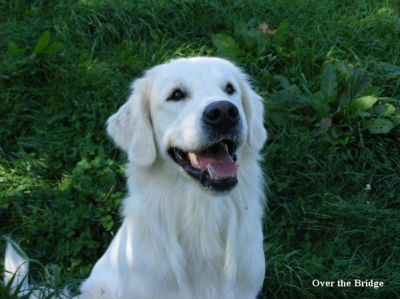 Cremefarbener Golden Retriever Deckrüde