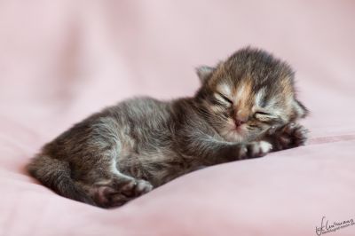 Briten Kinder stellen sich vor... 