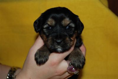 4 Tibet Terrier Welpen suchen noch ein neues Zuhause 
