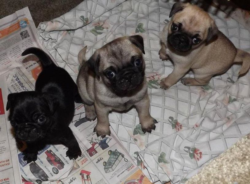 Mops Welpen mit allen Papieren/