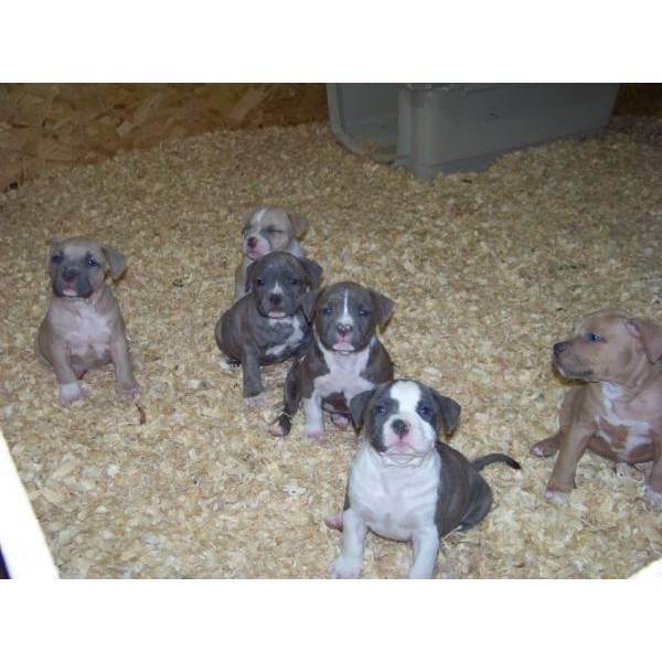  American Pit Bull Welpen 