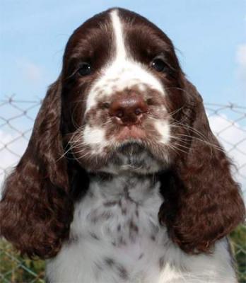 English Springer Spaniel Welpen mit Stammbaum