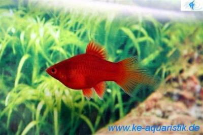 Zierfische kaufen sie direkt beim Importeur und Züchter