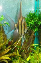 Zierfische kaufen sie direkt beim Importeur und Züchter