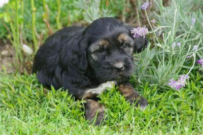 Tibet Terrier Welpen 
