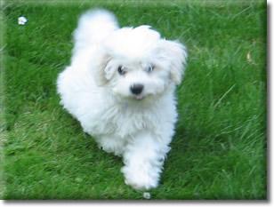 Allergiefreie Bichon frise Welpen
