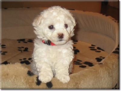 Allergiefreie Bichon frise Welpen