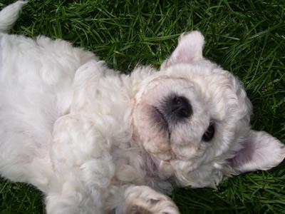 Allergiefreie Bichon frise Welpen