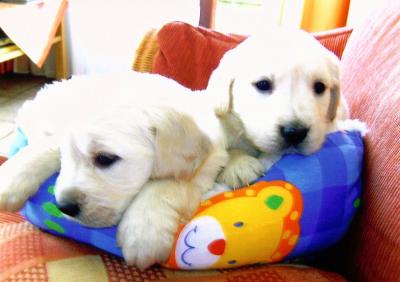 Labrador und Golden Retriever Welpen nur in liebevolle Hände !