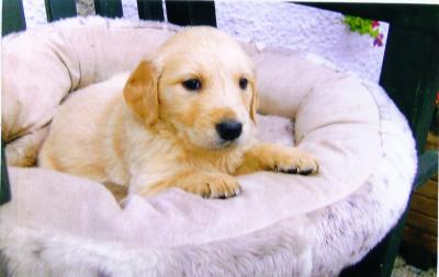 Labrador und Golden Retriever Welpen nur in liebevolle Hände !