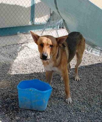 Tanger – Die ideale Kombination aus Familien-“Schoß“-Hund und Sportler!