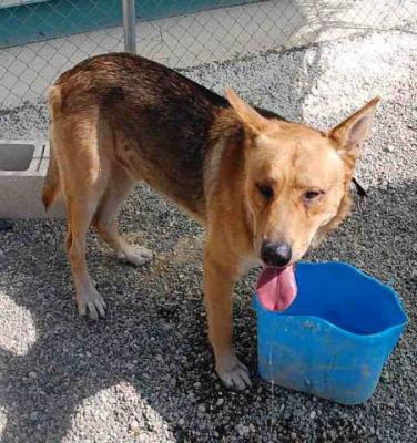 Tanger – Die ideale Kombination aus Familien-“Schoß“-Hund und Sportler!