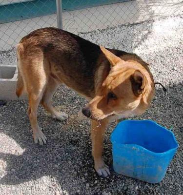 Tanger – Die ideale Kombination aus Familien-“Schoß“-Hund und Sportler!