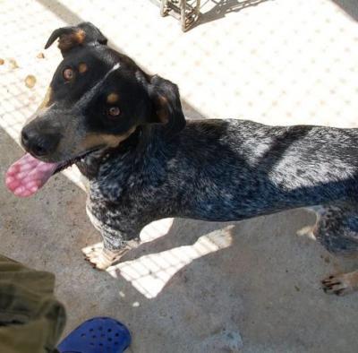 Duque – Schicker Menschenfreund sucht seine Herausforderung!