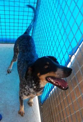 Duque – Schicker Menschenfreund sucht seine Herausforderung!