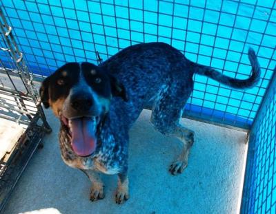 Duque – Schicker Menschenfreund sucht seine Herausforderung!