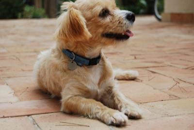 Trufo – Den Goldjungen hat jeder zum Fressen gern!