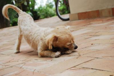 Trufo – Den Goldjungen hat jeder zum Fressen gern!