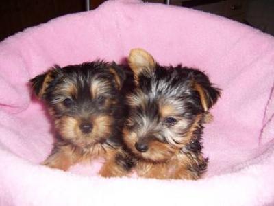 Yorkshire Terrier Welpen 