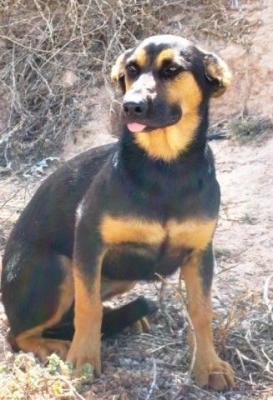 Dayna – Einmal verliebt – immer verliebt!