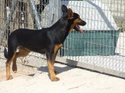 Dayna – Einmal verliebt – immer verliebt!