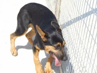 Dayna – Einmal verliebt – immer verliebt!