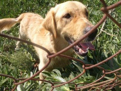 Kennedy – Und nun mal alle Labrador-Goldie-Fans an die Front!