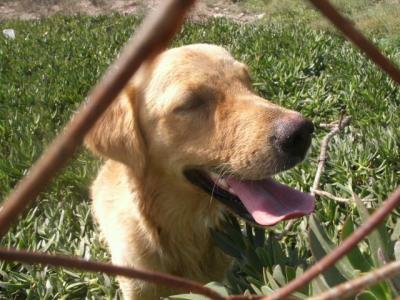 Kennedy – Und nun mal alle Labrador-Goldie-Fans an die Front!