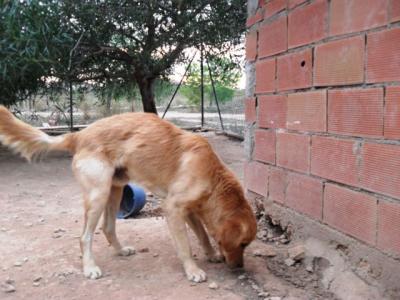 Kennedy – Und nun mal alle Labrador-Goldie-Fans an die Front!