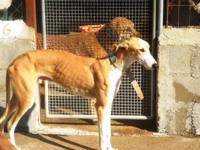 Alfonso – Der Herzensbrecher auf vier Pfoten!