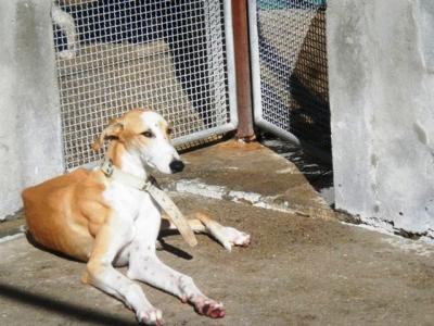 Alfonso – Der Herzensbrecher auf vier Pfoten!