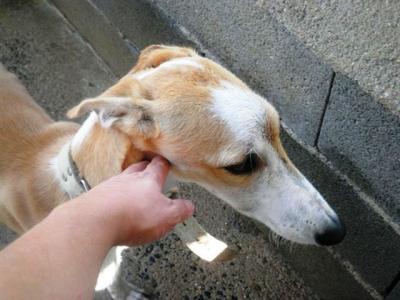 Alfonso – Der Herzensbrecher auf vier Pfoten!