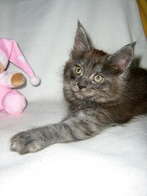 ***REINRASSIGE MAINE COON KITTEN***