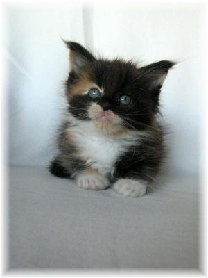 ***REINRASSIGE MAINE COON KITTEN***