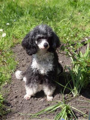 reinrassige Zwergpudel mit Papieren