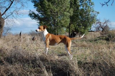 Kitty – Hier kommt „Hello Kitty“ auf vier Pfoten!