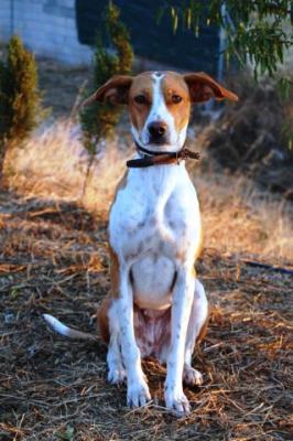 Kitty – Hier kommt „Hello Kitty“ auf vier Pfoten!