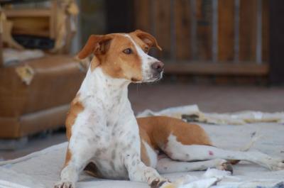 Kitty – Hier kommt „Hello Kitty“ auf vier Pfoten!