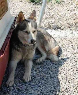 Simba – Darf ich noch auf meine Familie hoffen??