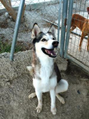 Simba – Darf ich noch auf meine Familie hoffen??